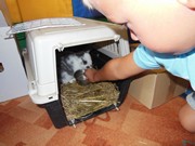 Zvířátkový den ve školce